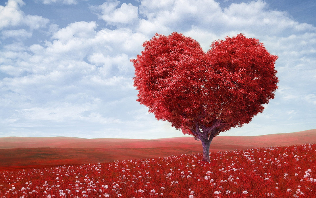 New Heart Horizons