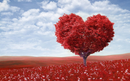 New Heart Horizons